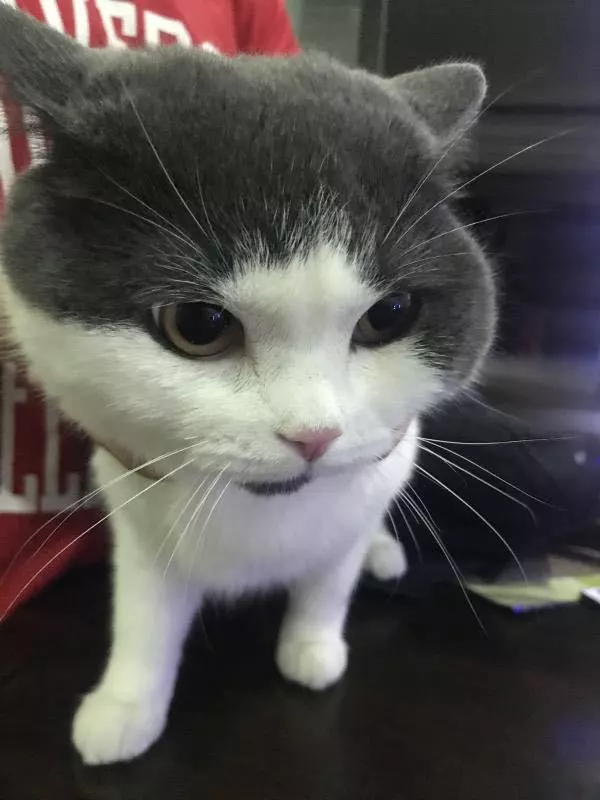 Κίνα: Κλωνοποιήθηκε για πρώτη φορά μια γάτα-1