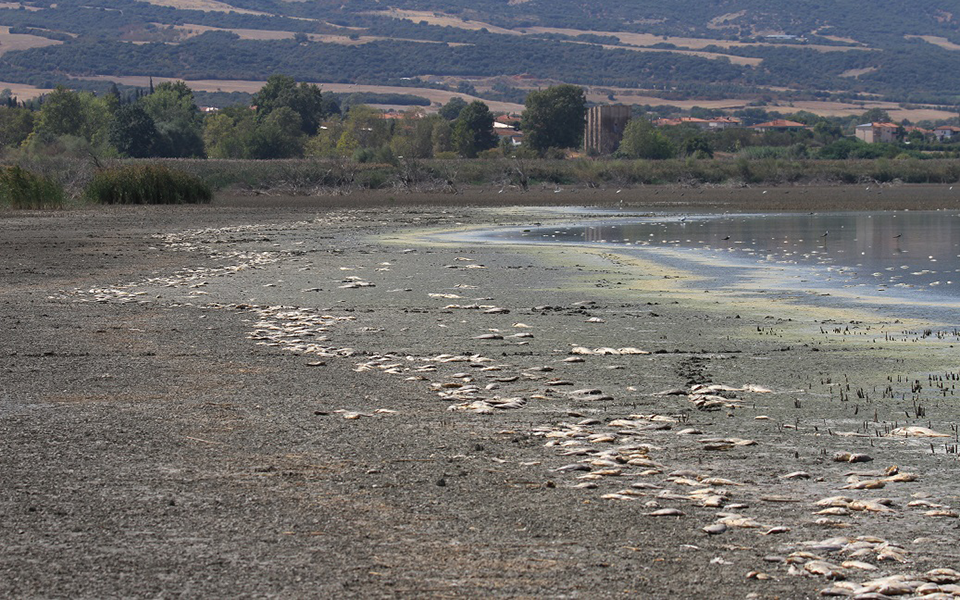 Χιλιάδες νεκρά ψάρια στη λίμνη Κορώνεια – μειώθηκε η στάθμη του νερού-1