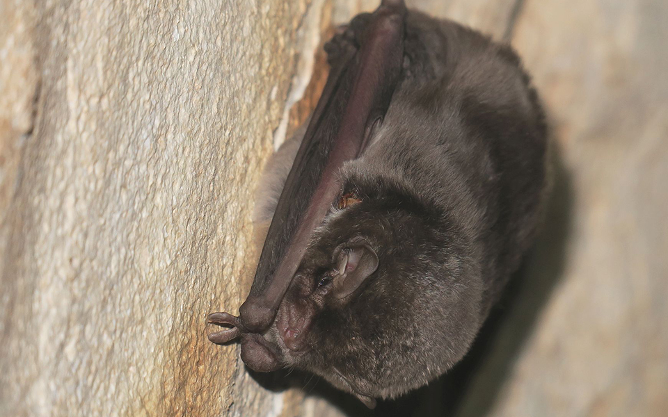 Ανακαλύφθηκε η μεγαλύτερη αποικία νυχτερίδων στην Ελλάδα (φωτογραφίες)-4