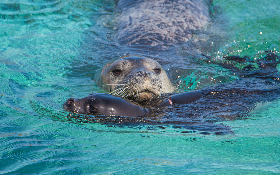 Με δεμένα χέρια οι φορείς προστασίας των θαλασσών-1