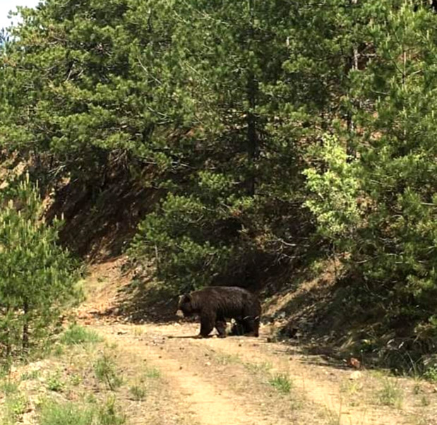 Αποστόλης Τσιμπανάκος: Συνοδός βουνού και επικεφαλής του Pindus Trail-1