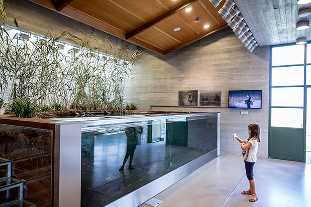 Αφιέρωμα “Ταξίδια Οικογενειακώς”: Από δεντρόσπιτα μέχρι χαυλιόδοντες-7