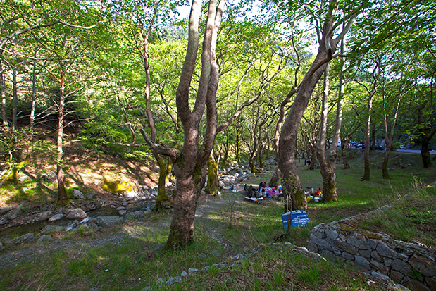 Αφιέρωμα “Ταξίδια Οικογενειακώς”: Από δεντρόσπιτα μέχρι χαυλιόδοντες-3