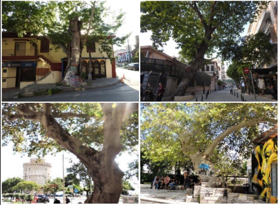 Διατηρητέα μνημεία της φύσης τέσσερα υπεραιωνόβια πλατάνια στη Θεσσαλονίκη-1