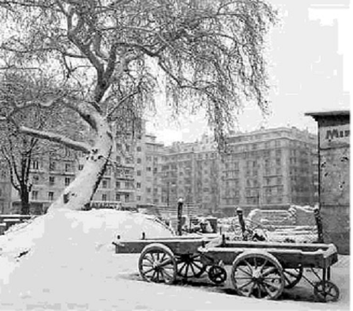 Διατηρητέα μνημεία της φύσης τέσσερα υπεραιωνόβια πλατάνια στη Θεσσαλονίκη-5