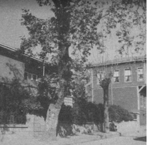 Διατηρητέα μνημεία της φύσης τέσσερα υπεραιωνόβια πλατάνια στη Θεσσαλονίκη-3