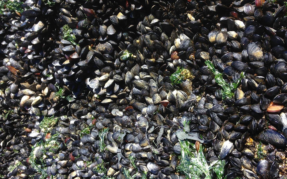 Μεταδοτικός καρκίνος σε μύδια του Ατλαντικού και της Ευρώπης-1