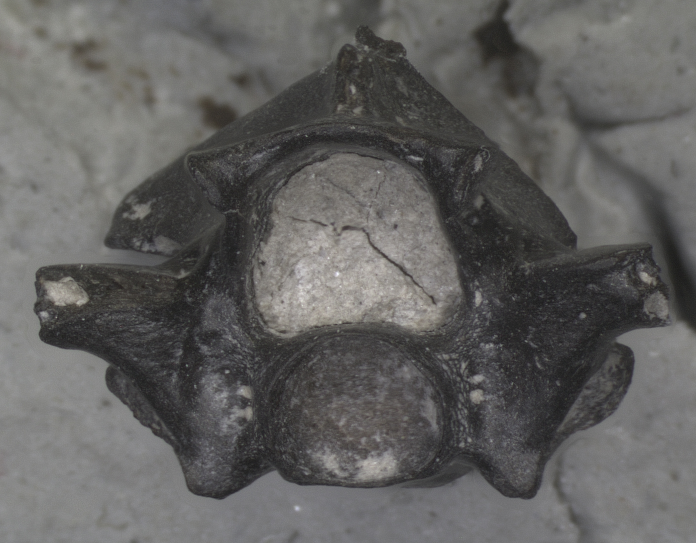 «Παραξενόφις» και «Περιεργόφις»: Δύο προϊστορικά φίδια που εντοπίστηκαν μόνο στην Ελλάδα-2