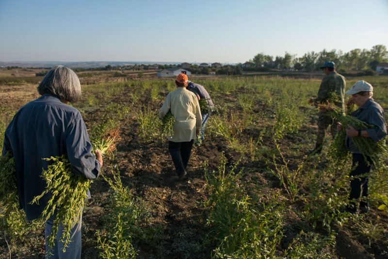 Το ταχίνι της παραμεθορίου-3