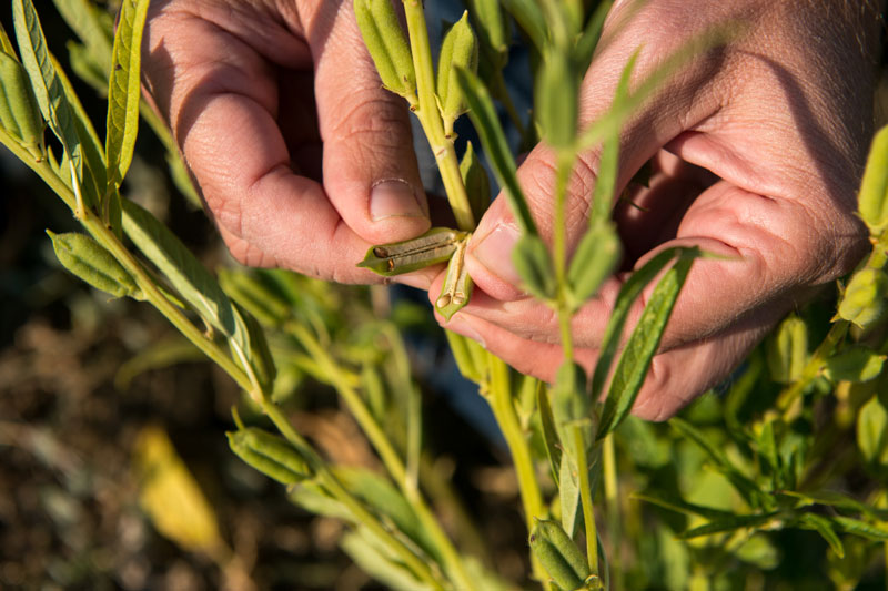 Το ταχίνι της παραμεθορίου-2