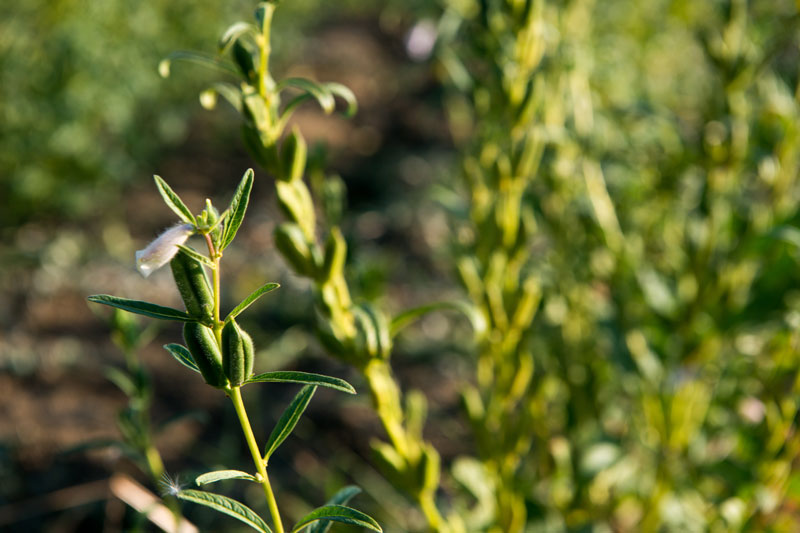 Το ταχίνι της παραμεθορίου-1