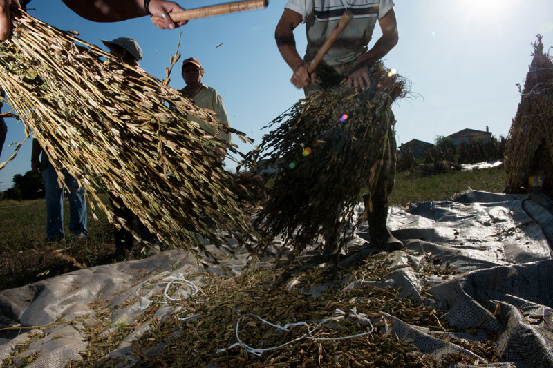 Το ταχίνι της παραμεθορίου-5