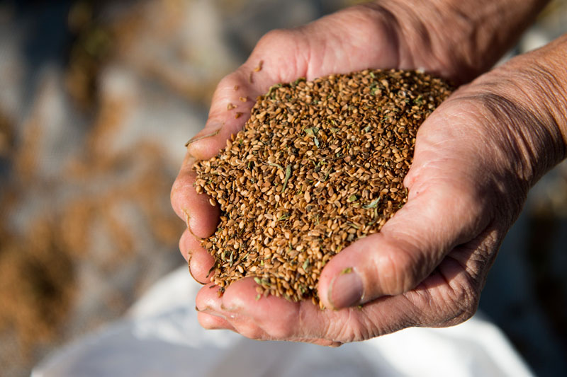 Το ταχίνι της παραμεθορίου-7