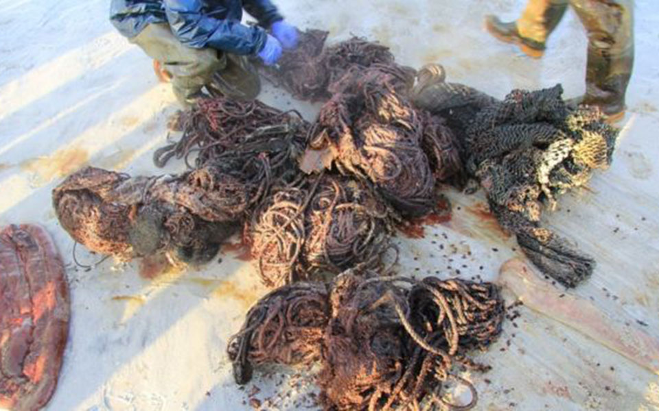 Απορρίματα 100 κιλών στο στομάχι νεκρής φάλαινας στις ακτές της Σκωτίας-1