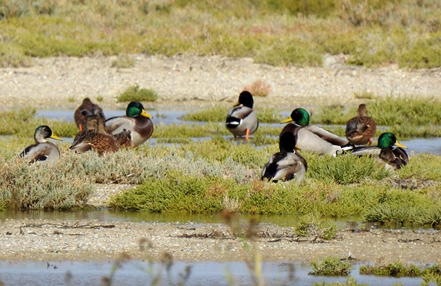 Κεφάλαιο «Bird Strike»: Με ποιους τρόπους προστατεύονται οι αερομεταφορές αλλά και η άγρια ζωή-1
