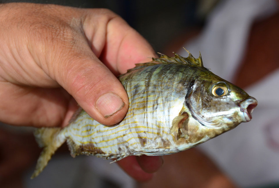 Bάλτε στο τραπέζι σας… τους εισβολείς της Μεσογείου-1