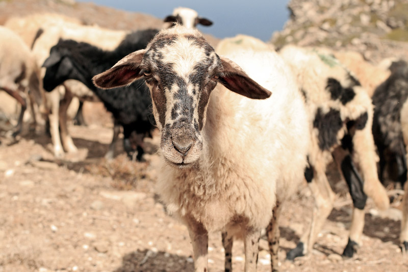 Τα σπάνια τυριά της Αμοργού-2