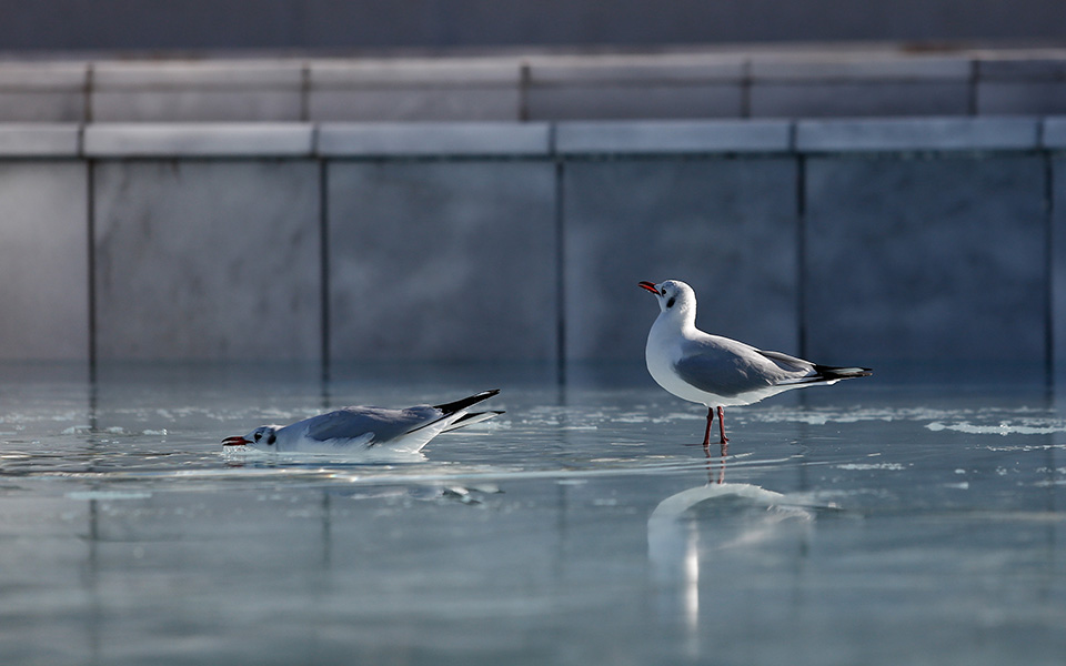 Πάγωσε το σιντριβάνι στην παραλία της Θεσσαλονίκης (φωτογραφίες)-1