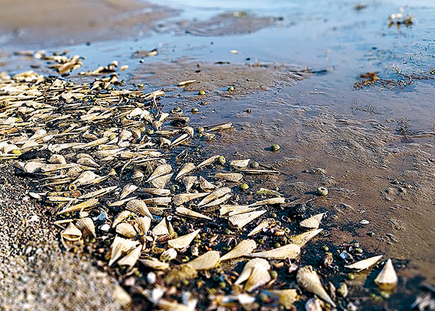 Η θάλασσα στη Λέσβο ξεβράζει νεκρές πίνες-1
