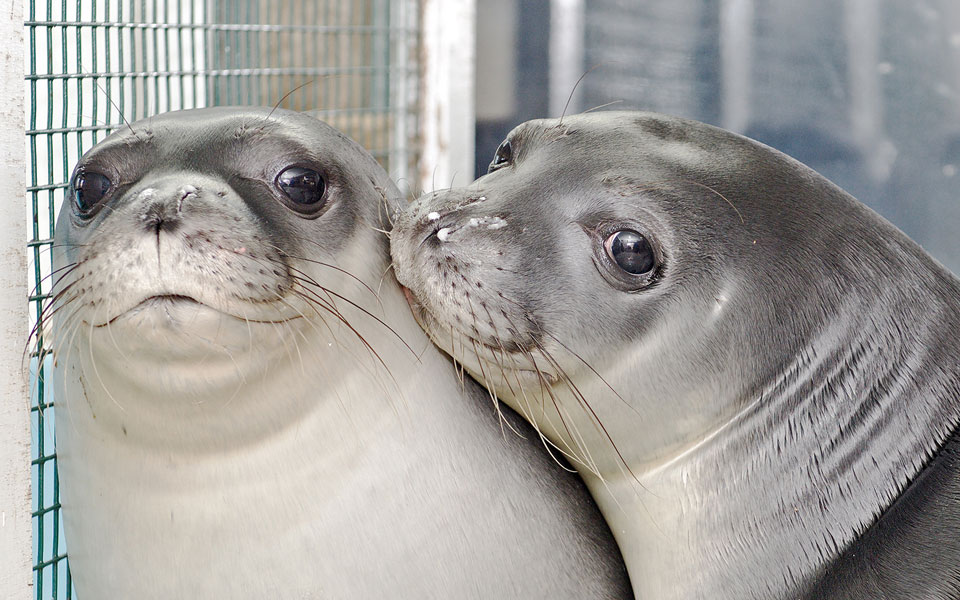 Επέστρεψαν στα νερά των Κυκλάδων οι φώκιες Λένα και Νικόλ (φωτογραφίες)-1