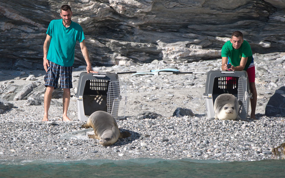 Επέστρεψαν στα νερά των Κυκλάδων οι φώκιες Λένα και Νικόλ (φωτογραφίες)-2