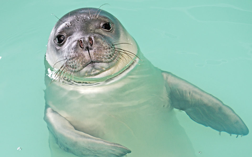 Επέστρεψαν στα νερά των Κυκλάδων οι φώκιες Λένα και Νικόλ (φωτογραφίες)-3