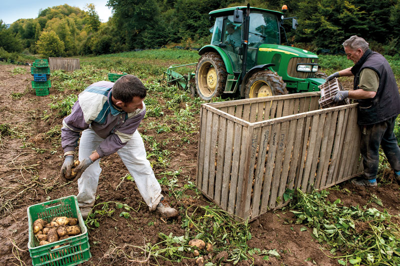 Η πατάτα της Πίνδου-1
