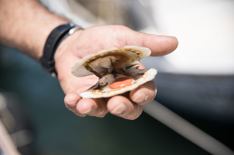 Τα οστρακοχώρια της Καλλονής-1