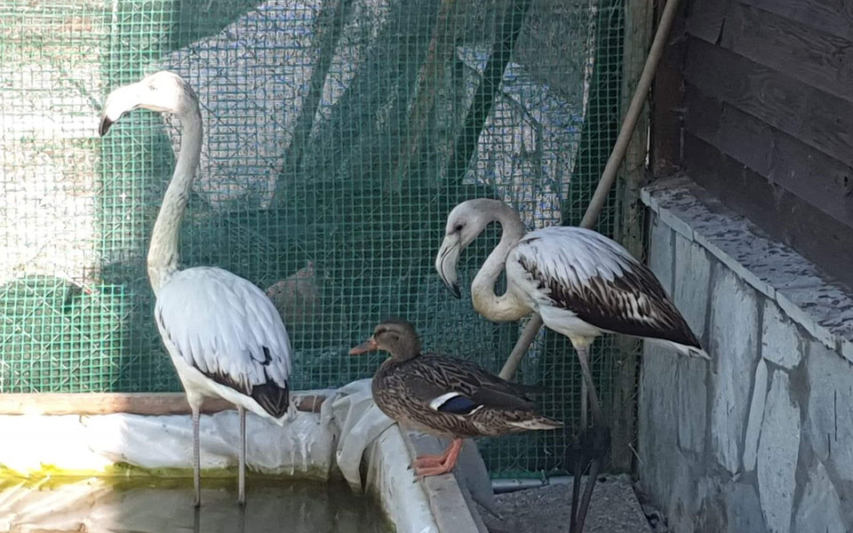 Θεσσαλονίκη: Δύο φλαμίνγκο θα επανεντάξει η Δράση για την Άγρια Ζωή-1