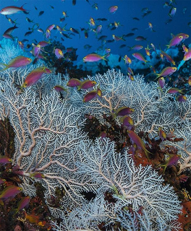 O Laurent Ballesta στην Αθήνα-3