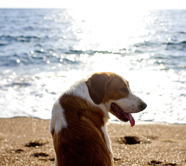 Μεσσηνία χωρίς αδέσποτα-1