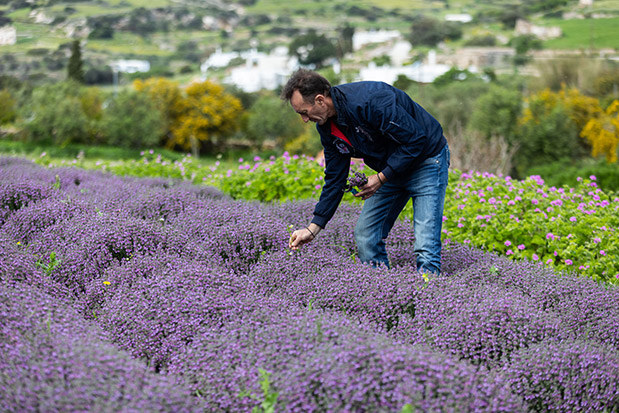 «Οι μέλισσες δουλεύουν λες και δεν συμβαίνει τίποτα στον κόσμο»-4