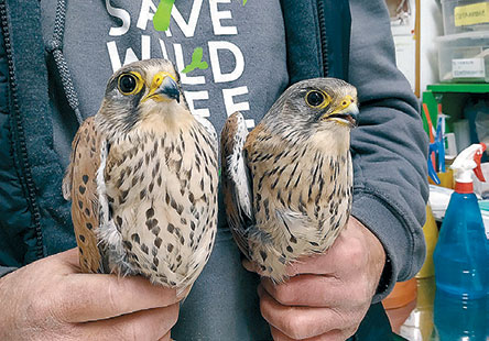 #Stayhome: Μαρία Γανωτή: Οι άνθρωποι σώζουν ζώα ακόμα και στην καραντίνα-1