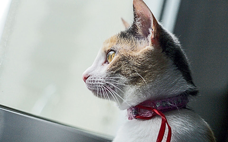 #Stayhome Μάρω Πρεβελάκη: Ημερολόγιον καραντίνας από το Παρίσι-3