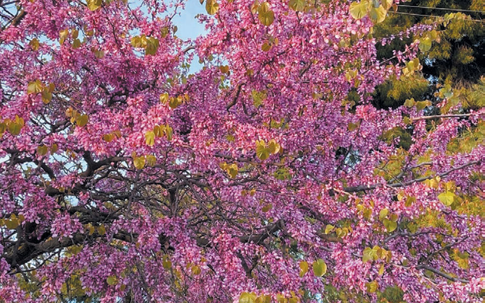 #Stayhome Εβίτα Αράπογλου: σημειώματα και εικόνες για μικρές ιστορίες-2