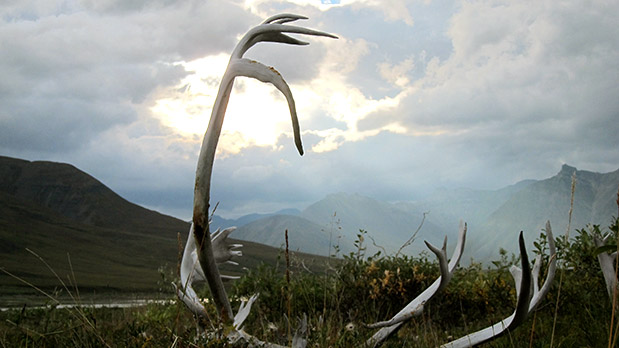 Τί μου δίδαξαν τα καριμπού-3