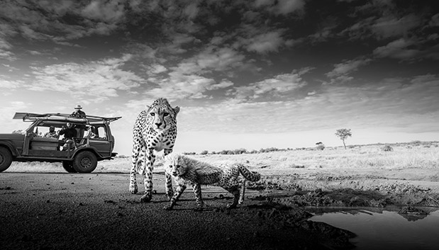 Άγρια ομορφιά-4