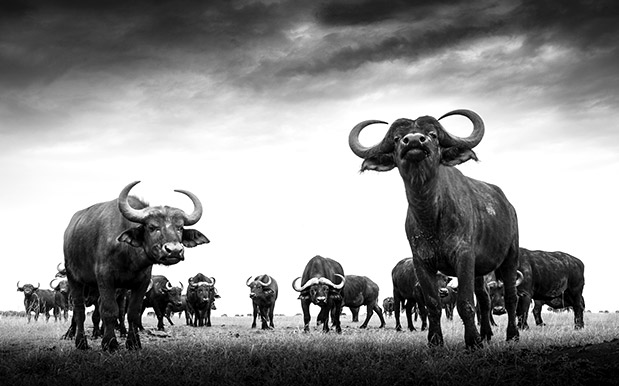 Άγρια ομορφιά-2