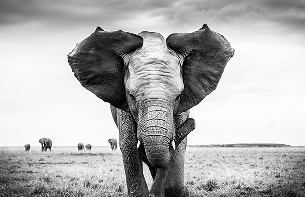 Άγρια ομορφιά-3