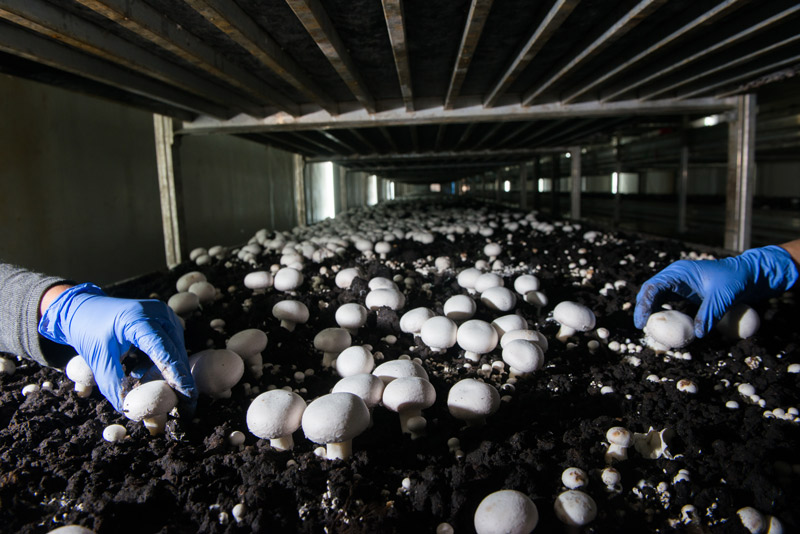 Η μεγαλύτερη φάρμα ελληνικών λευκών μανιταριών-1