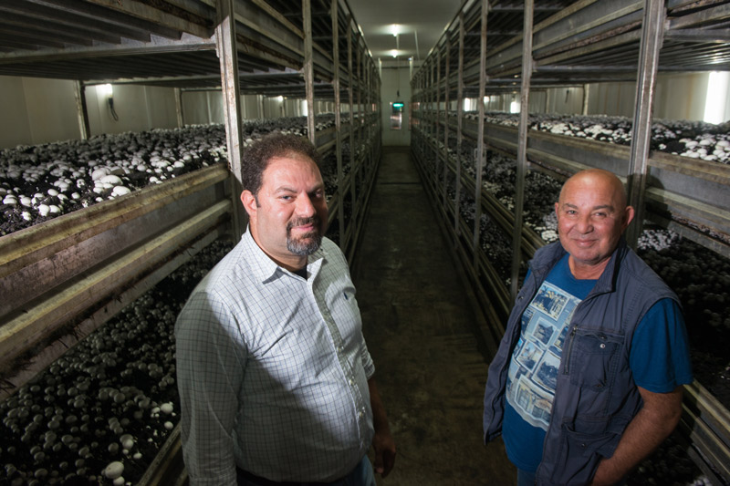 Η μεγαλύτερη φάρμα ελληνικών λευκών μανιταριών-2