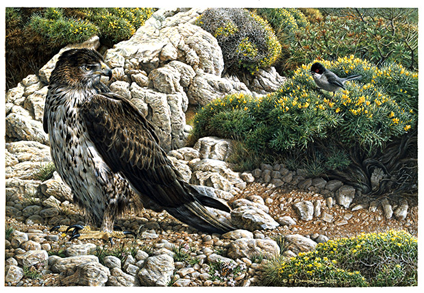 Ο ζωγράφος των πτηνών-1