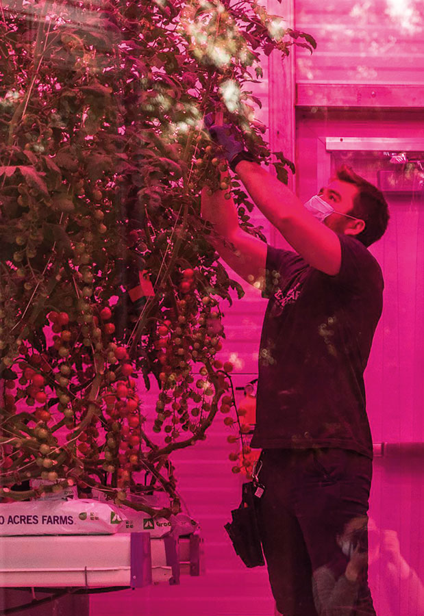 Οι ντομάτες που δεν μπορούσαν να σταματήσουν να μεγαλώνουν-1