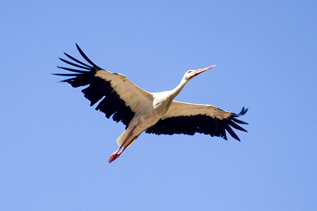 Η παρηγοριά της χελιδονοφωλιάς-3