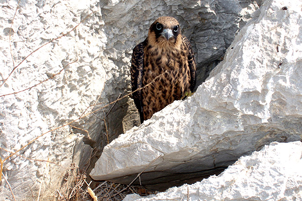 Η παρηγοριά της χελιδονοφωλιάς-4
