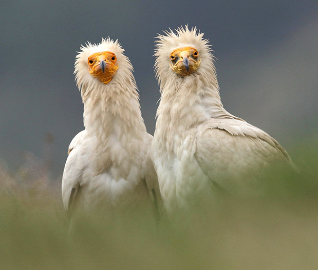 Η παρηγοριά της χελιδονοφωλιάς-2