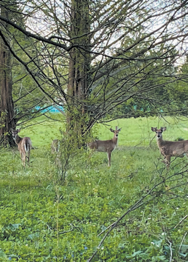 #StaySafe Aλέξανδρος Κιτροέφ: Μετά το 1940 και το 2004, οι Ελληνοαμερικανοί είναι ξανά υπερήφανοι-2