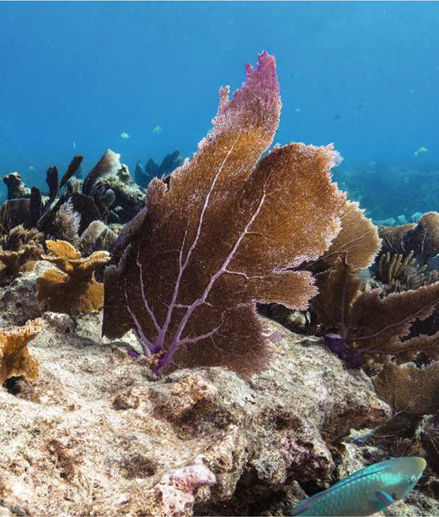 ORIS Carysfort Reef Limited Edition-2