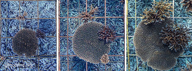 H BLANCPAIN στη νήσο Fregate-6