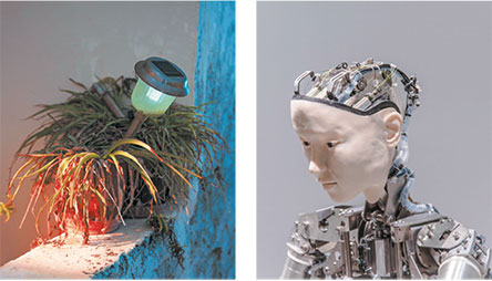 Παγκολίνοι σε κρίση, ανεμογεννήτριες στην Τήλο-1